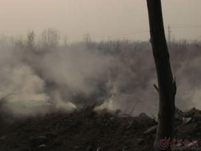 野火烧过的春天,野火烧过后的春天