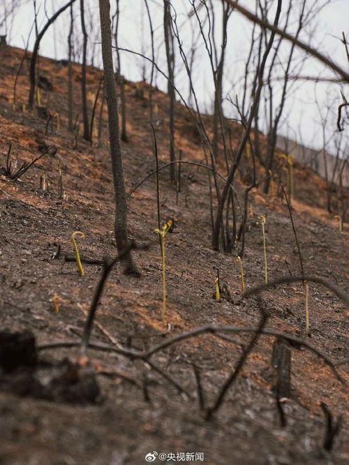 野火烧过的春天,野火烧过后的春天