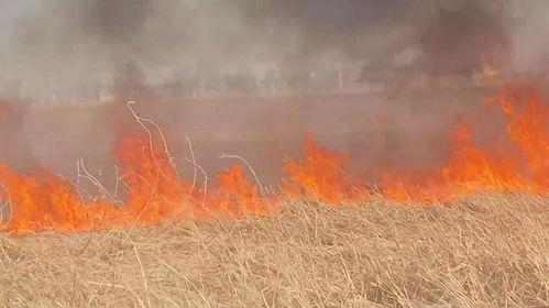 野火烧过的春天,野火烧过后的春天