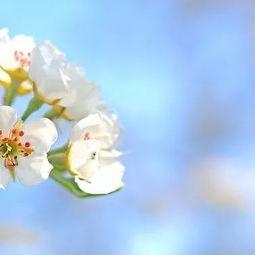 春迟未晚,时光静好，岁月如歌