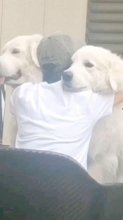 我的狗狗我的爱,我的永恒爱侣