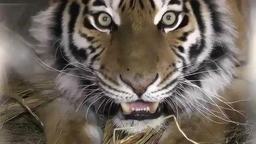 猛虎3,丛林霸主再起风云