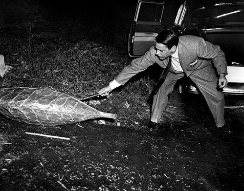 天外魔花,神秘异域的奇幻之旅